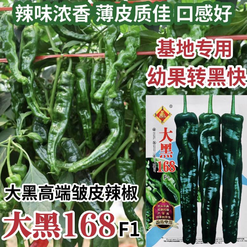 大黑168皱皮椒种子香辣大果皱皮椒种籽高产抗病薄皮特辣