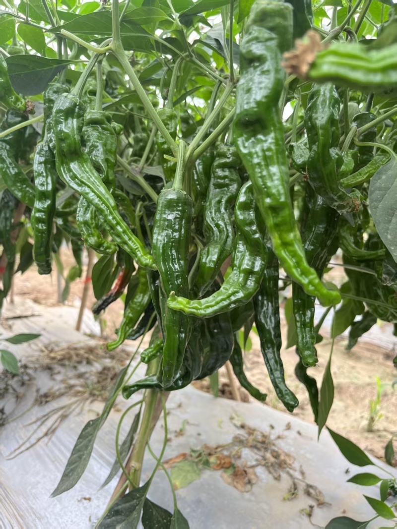 大黑168皱皮椒种子香辣大果皱皮椒种籽高产抗病薄皮特辣