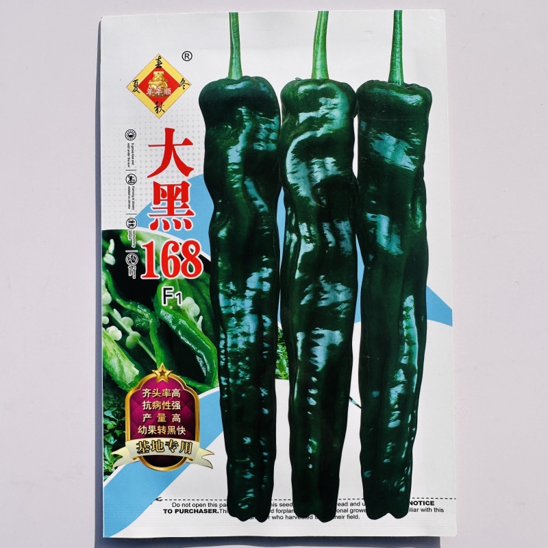 大黑168皱皮椒种子香辣大果皱皮椒种籽高产抗病薄皮特辣