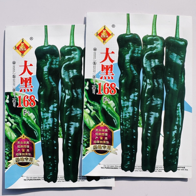 大黑168皱皮椒种子香辣大果皱皮椒种籽高产抗病薄皮特辣