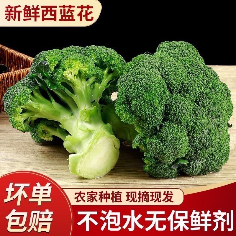 浙江台州西兰花/产区直发/当天采收/当天发货