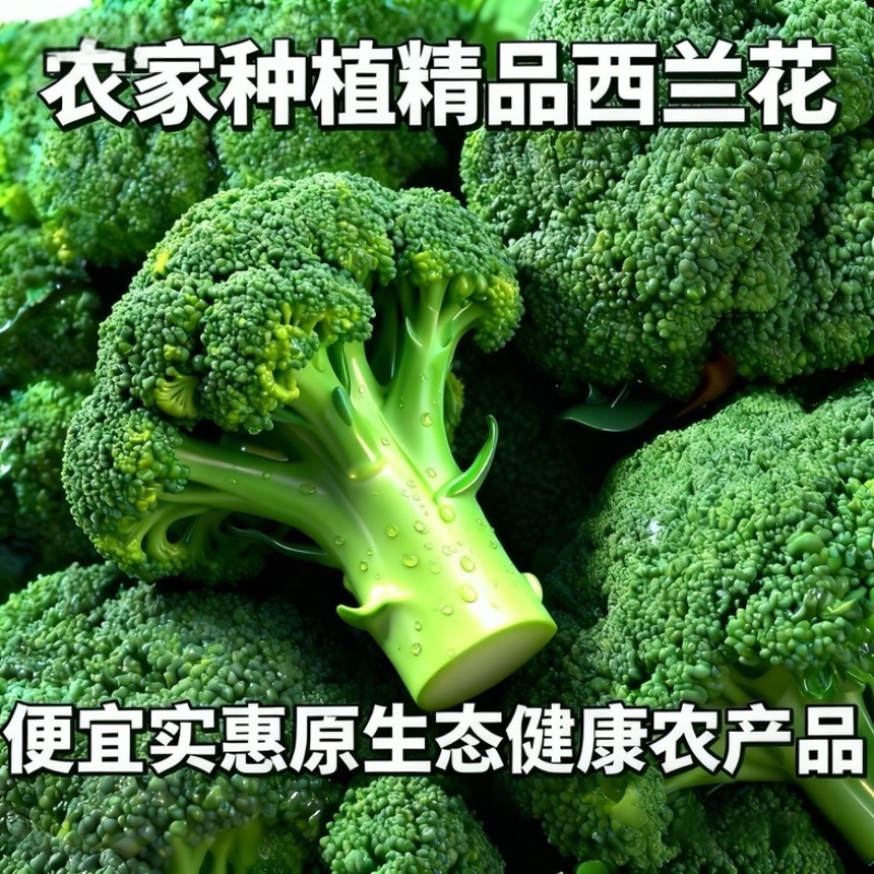 浙江台州西兰花/产区直发/当天采收/当天发货