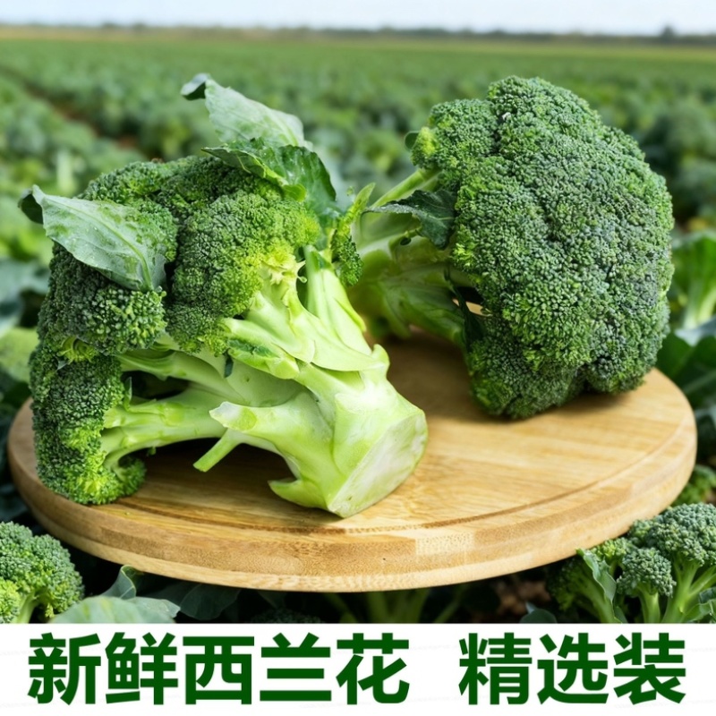 浙江台州西兰花/产区直发/当天采收/当天发货