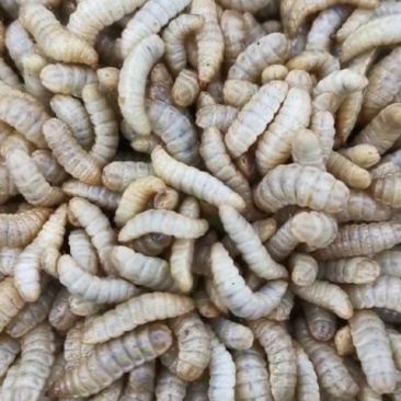 黑水忙