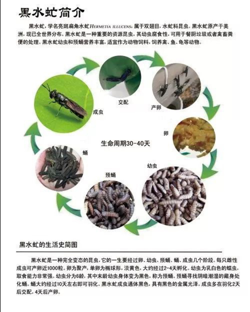 黑水忙