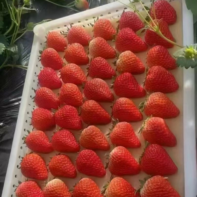 草莓