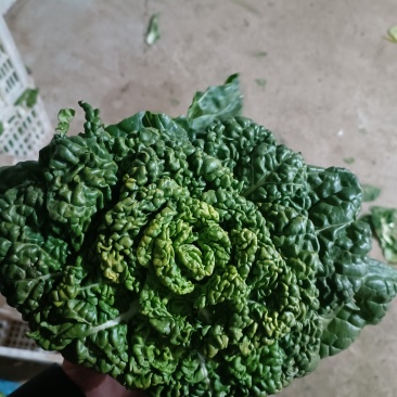 【精品黄心菜】种植基地量大质优对接采购批发欢迎咨询