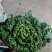 【精品黄心菜】种植基地量大质优对接采购批发欢迎咨询