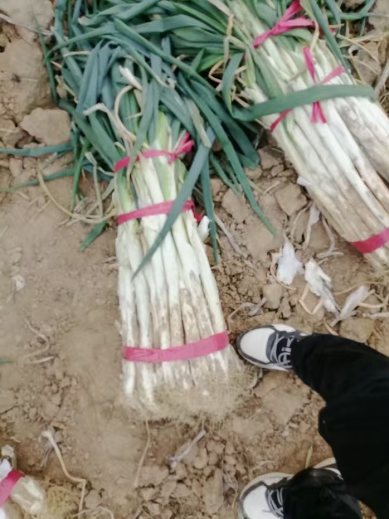 2025新鲜长白大葱大量上市杆跟白甜口味