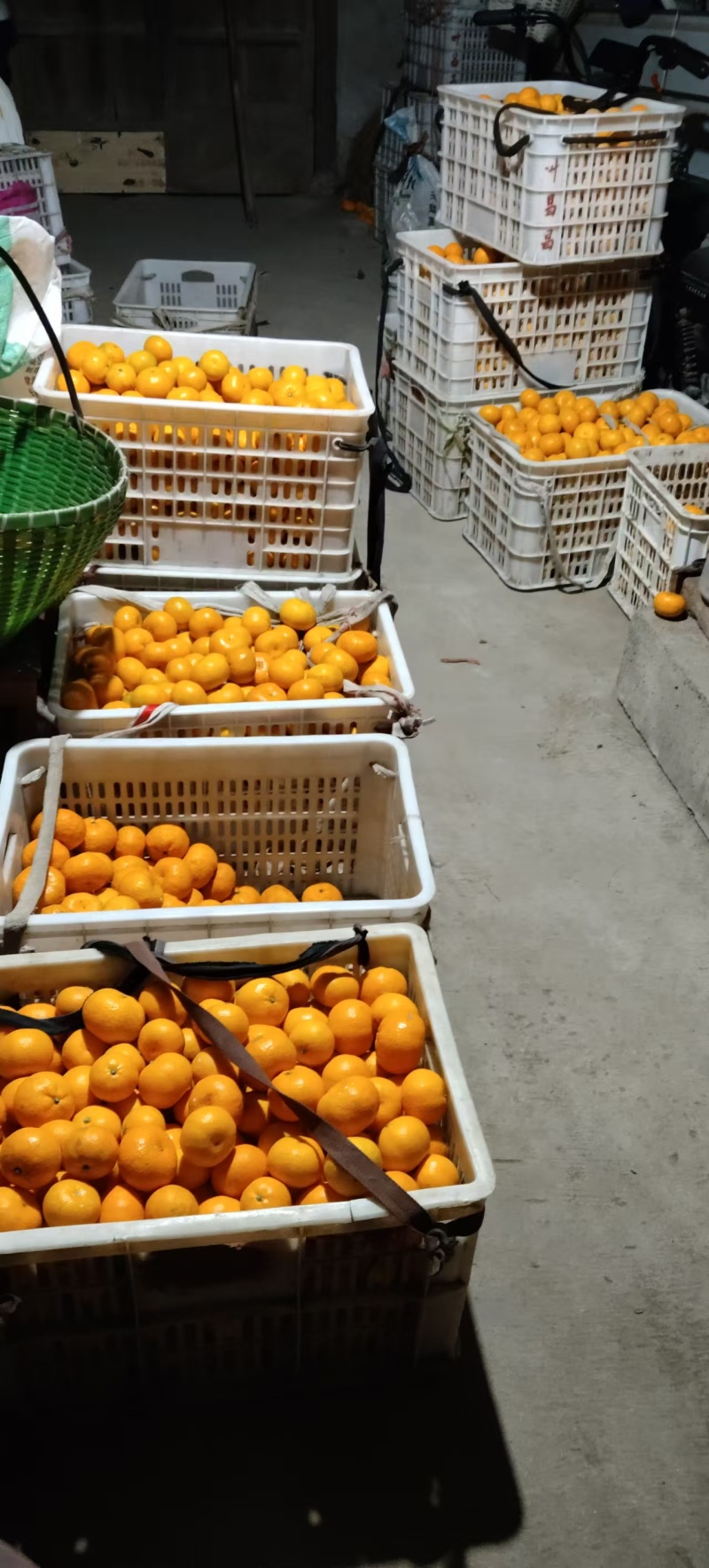 黄岩蜜桔产地自销