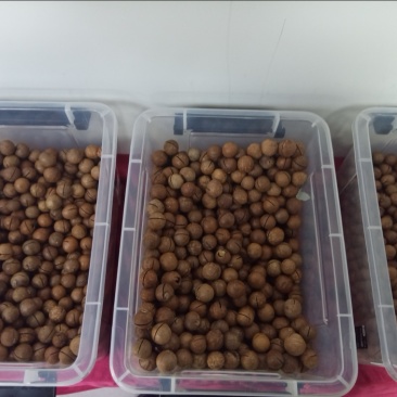 夏威夷果大批量现货