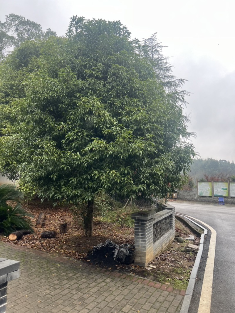 竹柏：奉新县邹家苗圃基地大量供应大小不一等竹柏