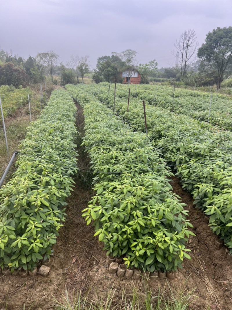 竹柏：奉新县邹家苗圃基地大量供应大小不一等竹柏