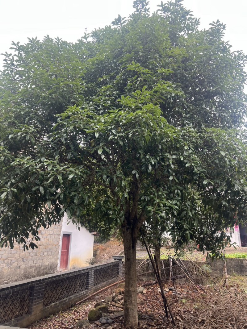 竹柏：奉新县邹家苗圃基地大量供应大小不一等竹柏