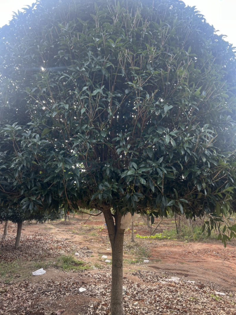 竹柏：奉新县邹家苗圃基地大量供应大小不一等竹柏