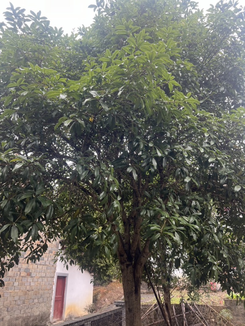 竹柏：奉新县邹家苗圃基地大量供应大小不一等竹柏