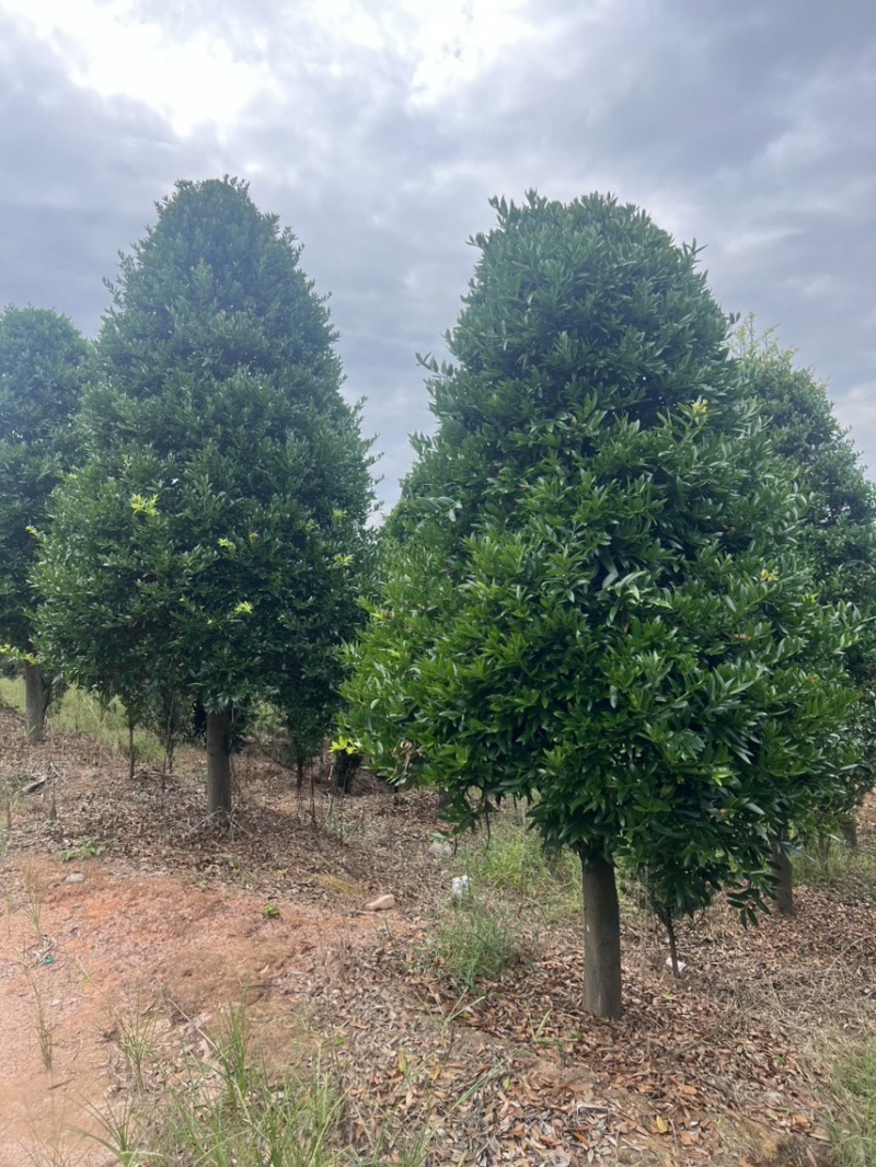 竹柏：奉新县邹家苗圃基地大量供应大小不一等竹柏
