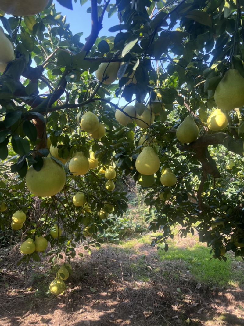 大量有货
