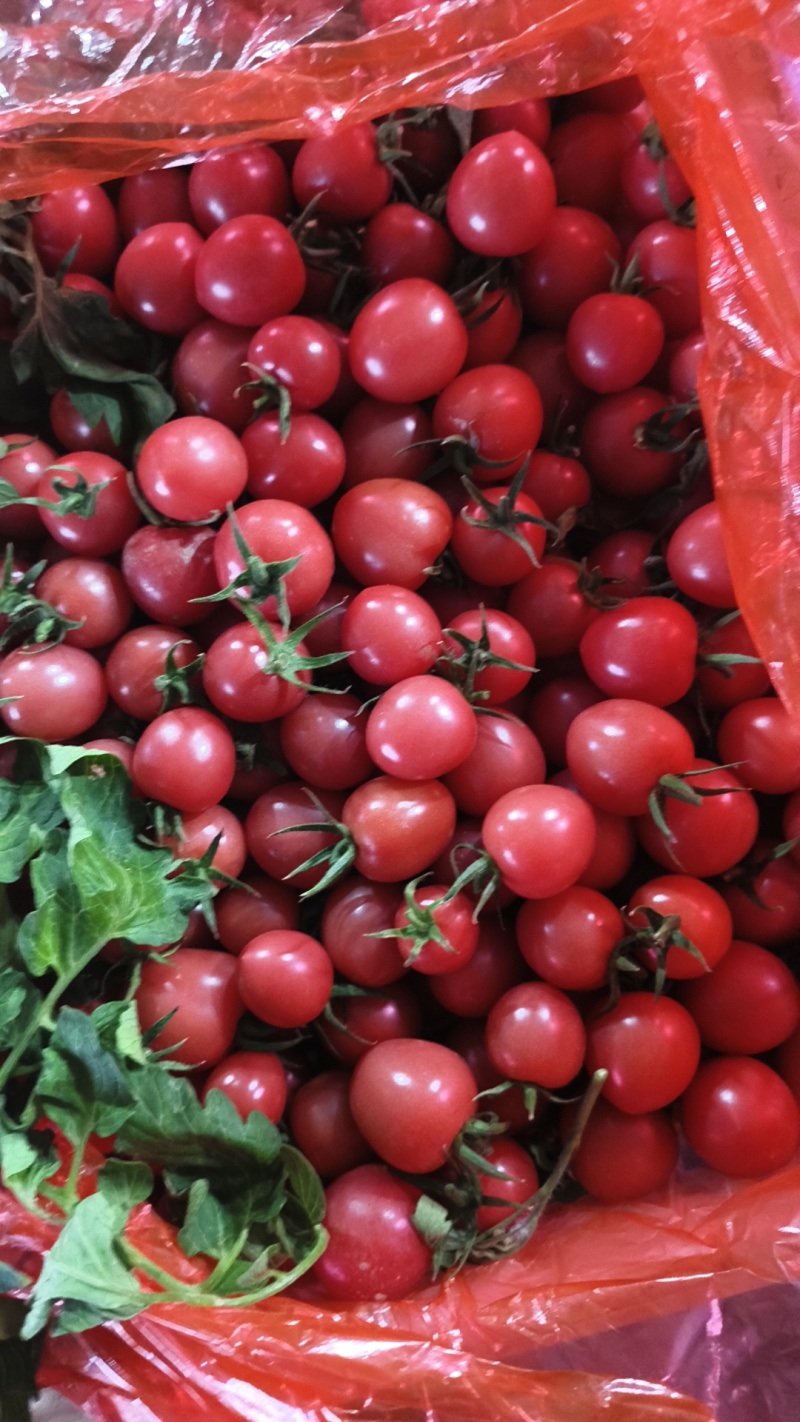 推荐山东精品千禧圣女果，大量上市，有机种植自然成熟，一手货源