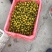 推荐山东精品千禧圣女果，大量上市，有机种植自然成熟，一手货源