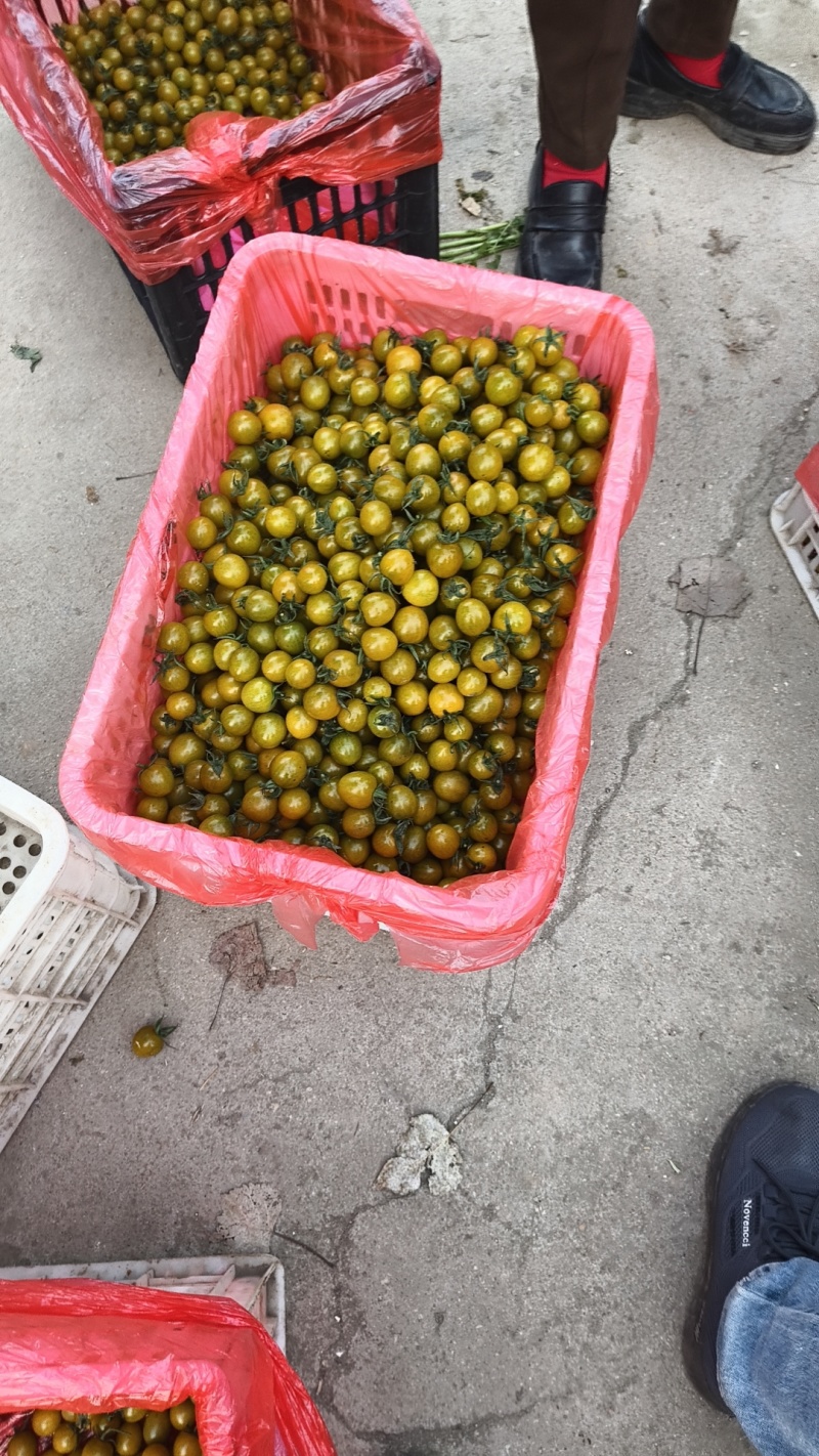 推荐山东精品千禧圣女果，大量上市，有机种植自然成熟，一手货源