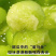 浙江台州玉菇甜瓜/冰淇淋甜瓜/2026年头茬甜瓜