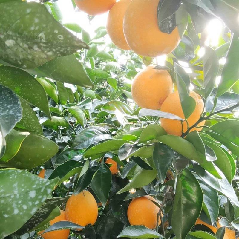 优质货源赣南脐橙老板热情品质保证供货量大来电咨询