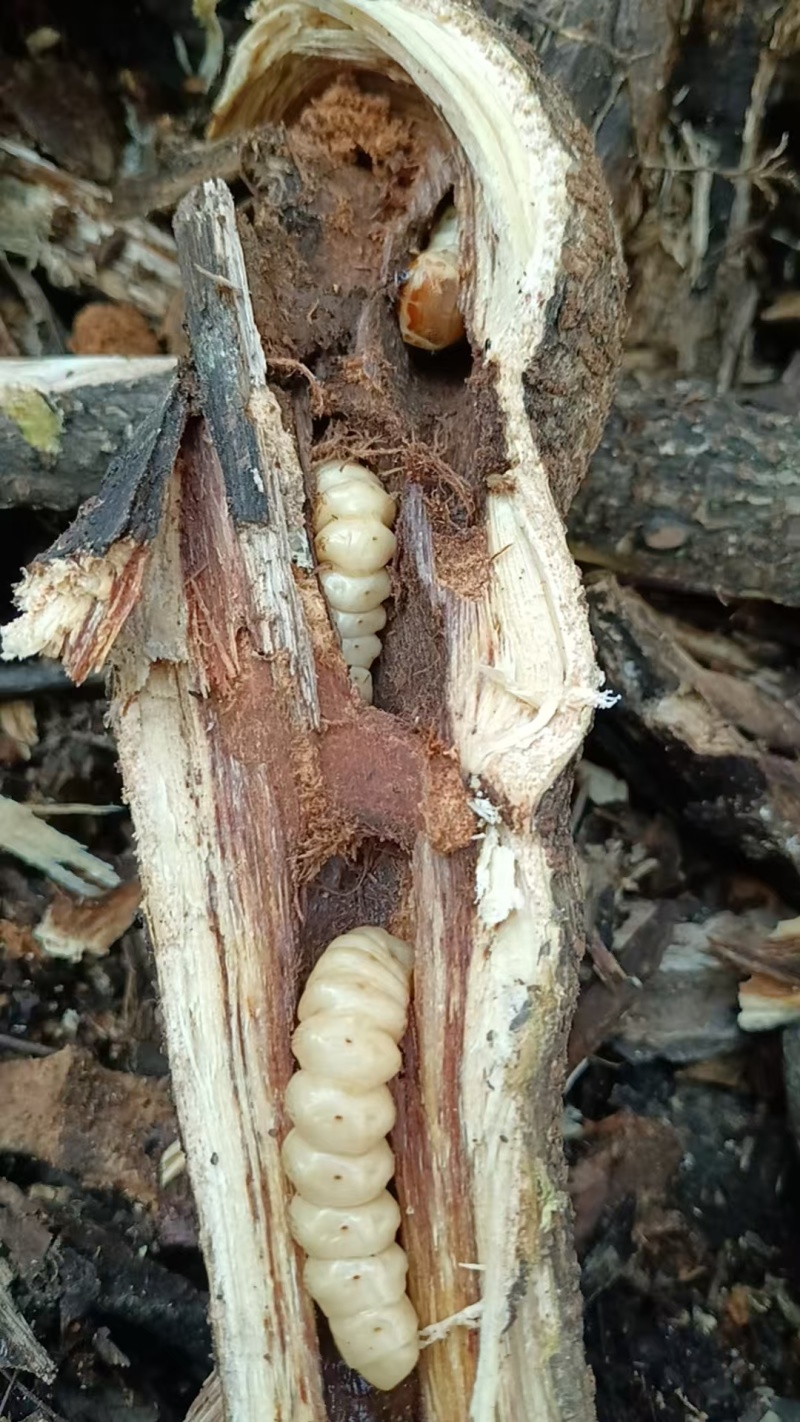 湖南斗米虫