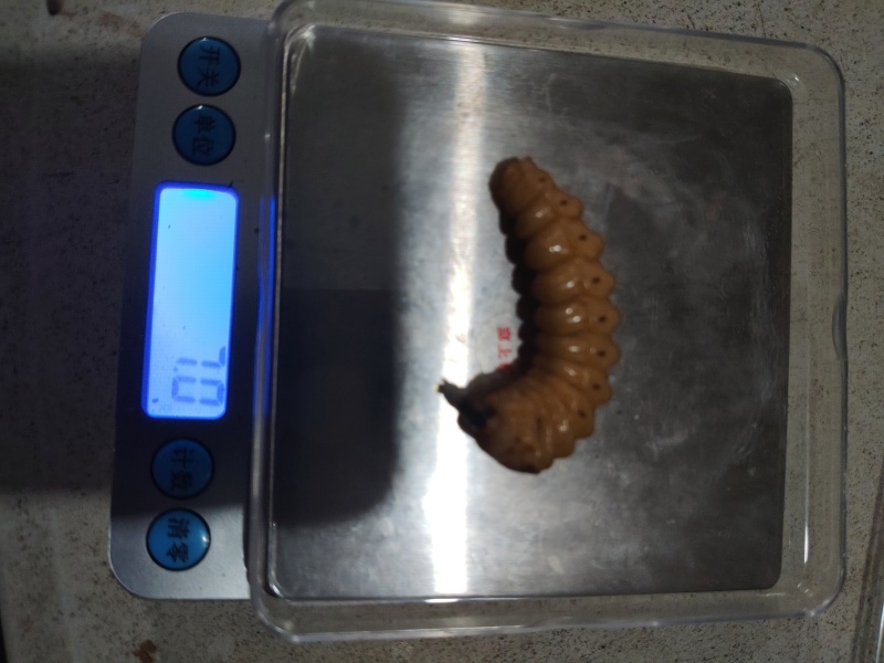 湖南斗米虫