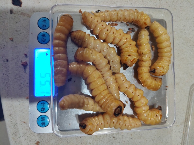 湖南斗米虫