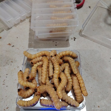 湖南斗米虫