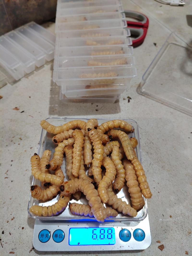 湖南斗米虫