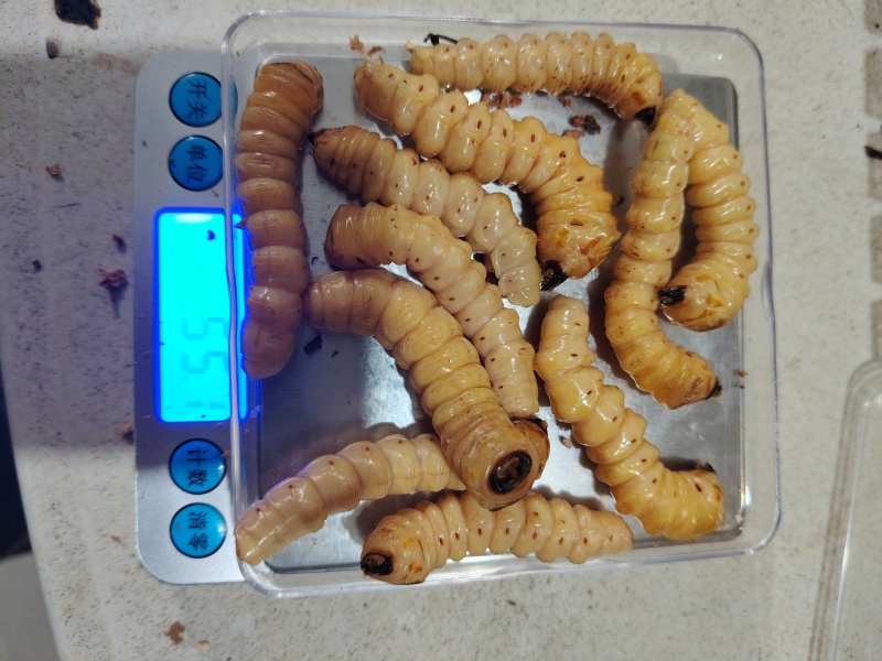 湖南斗米虫