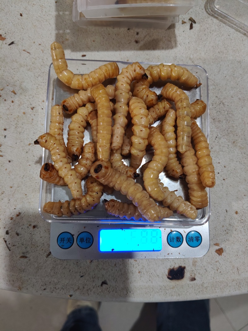 湖南斗米虫