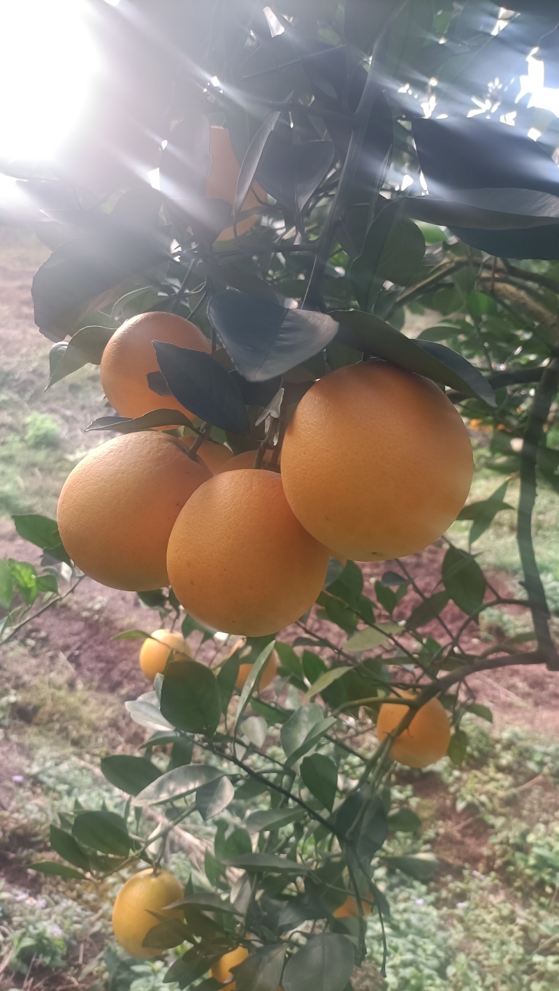 麻阳冰糖橙