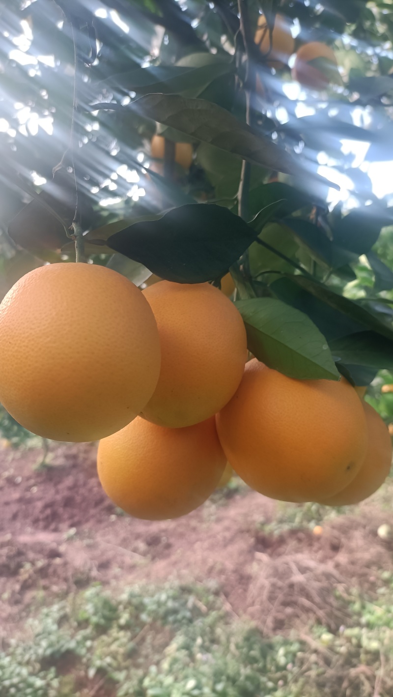 麻阳冰糖橙