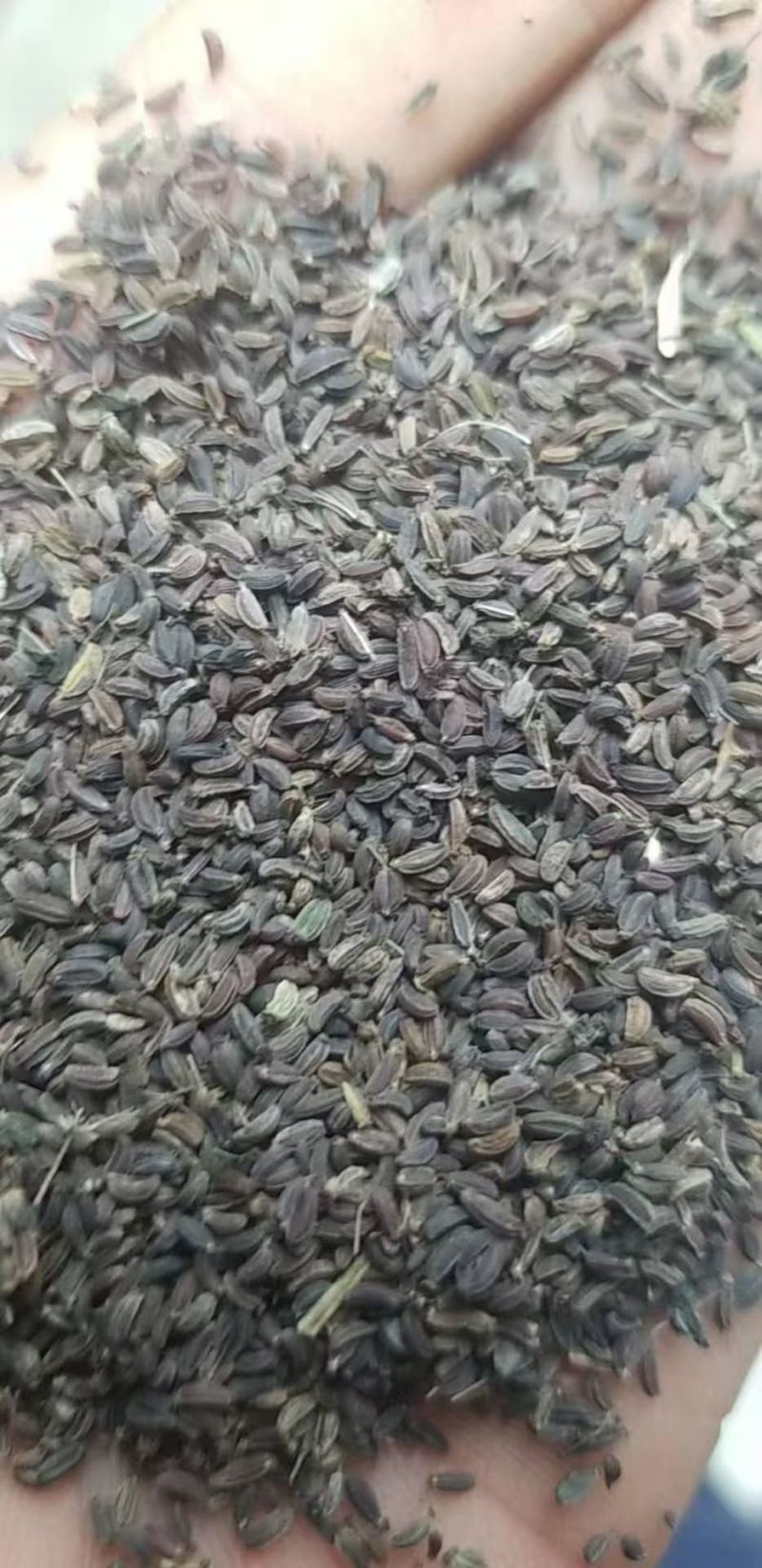 直条柴制独根柴胡种子