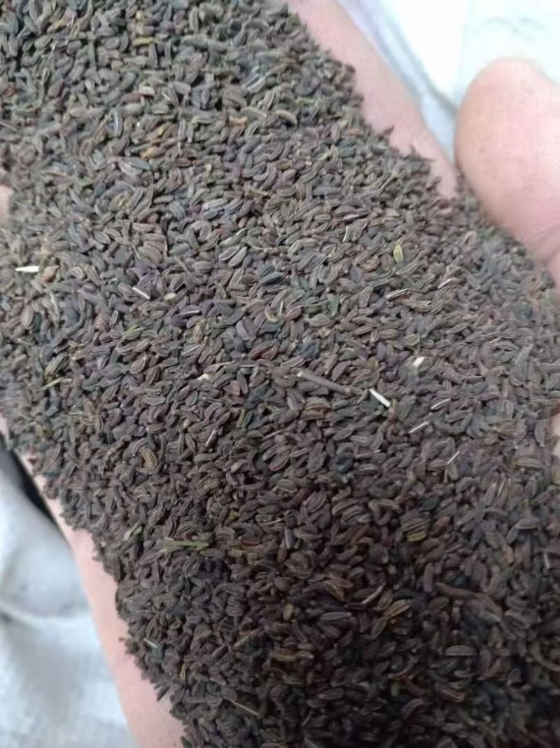 直条柴制独根柴胡种子