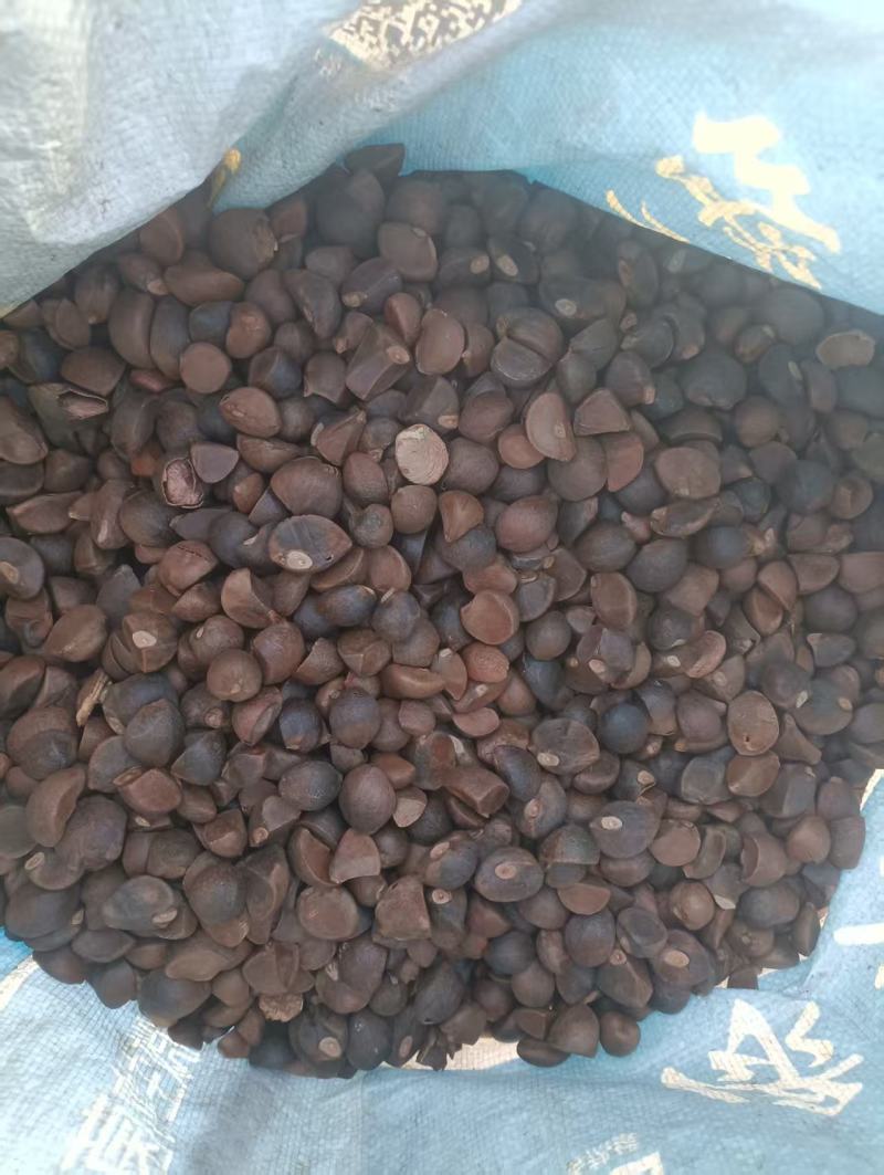 精品山茶籽油茶籽大量供应可视频看货欢迎来电采购