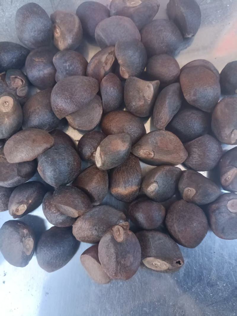 精品山茶籽油茶籽大量供应可视频看货欢迎来电采购
