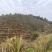 精品山茶籽油茶籽大量供应可视频看货欢迎来电采购