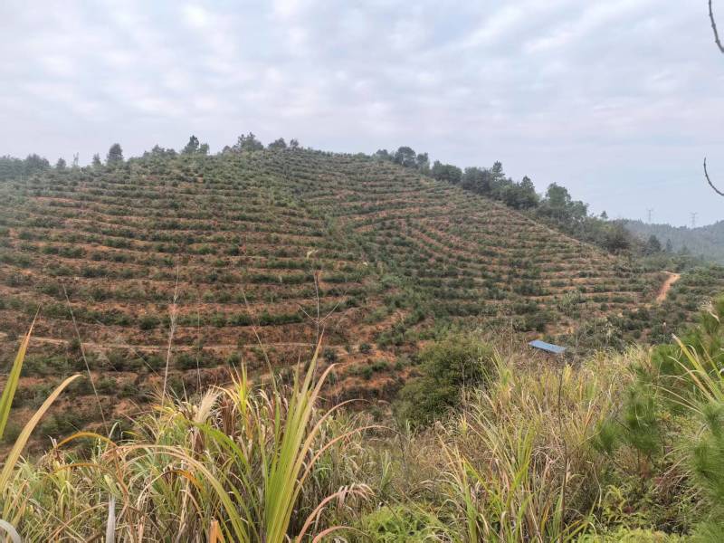 精品山茶籽油茶籽大量供应可视频看货欢迎来电采购