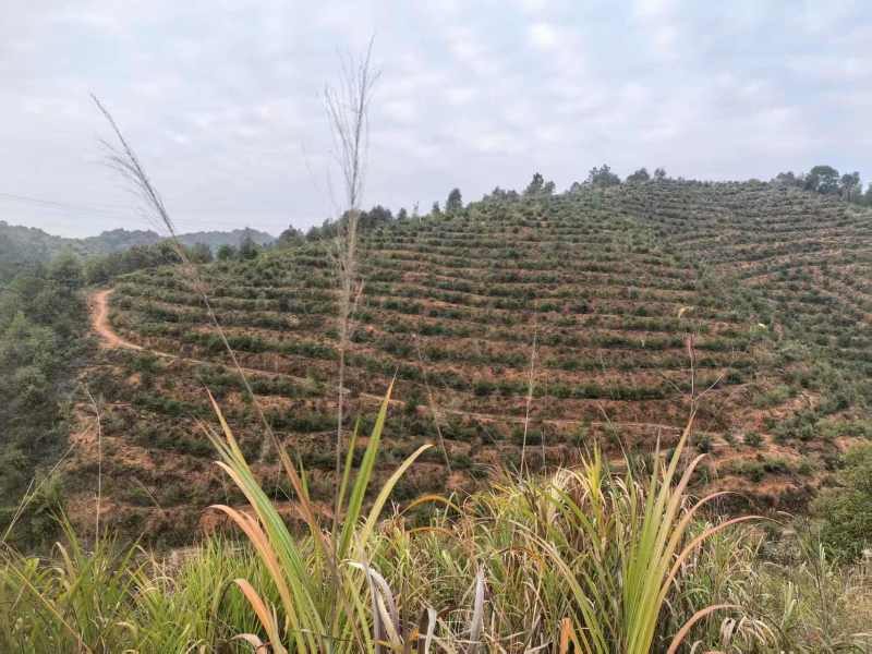 精品山茶籽油茶籽大量供应可视频看货欢迎来电采购