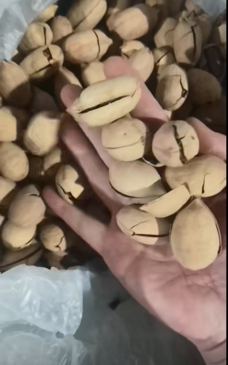 电商货碧根果性价比坚果源头工厂直销大量现货
