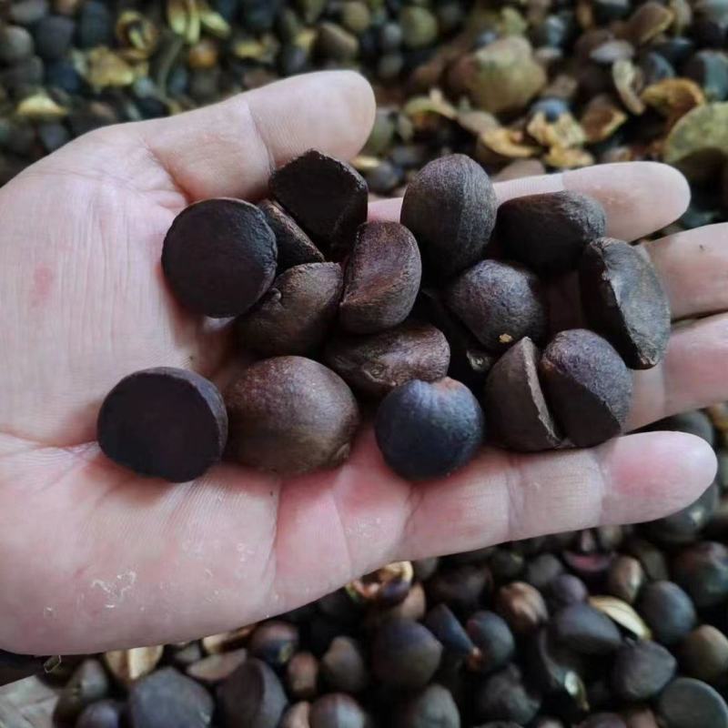 江西山茶籽,高出油,榨油(干籽)高山茶籽油茶籽