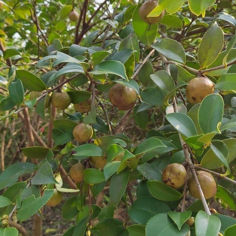 江西山茶籽,高出油,榨油(干籽)高山茶籽油茶籽