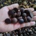 江西山茶籽,高出油,榨油(干籽)高山茶籽油茶籽