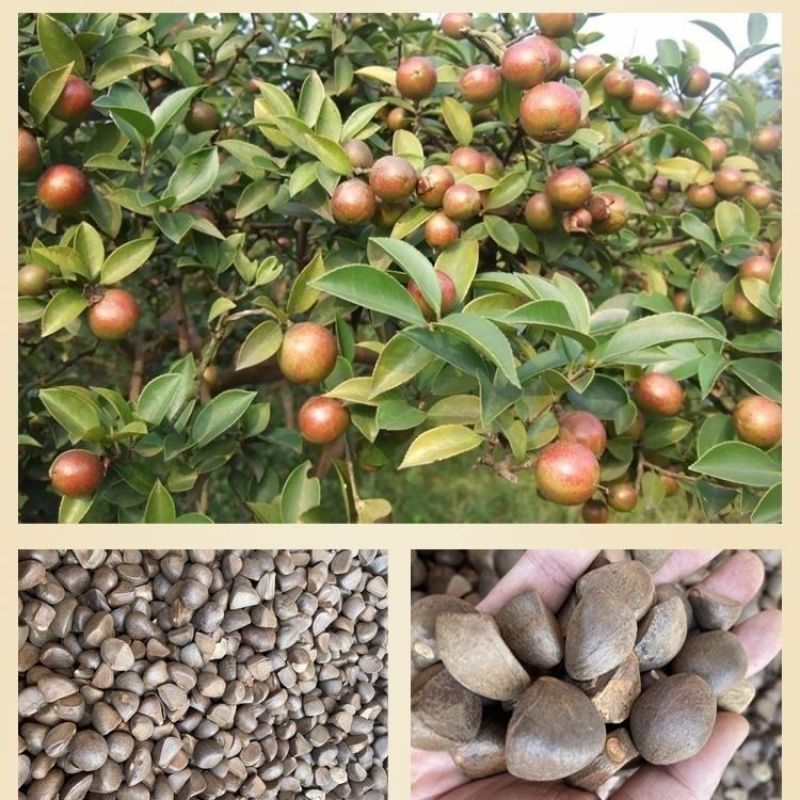 江西山茶籽,高出油,榨油(干籽)高山茶籽油茶籽