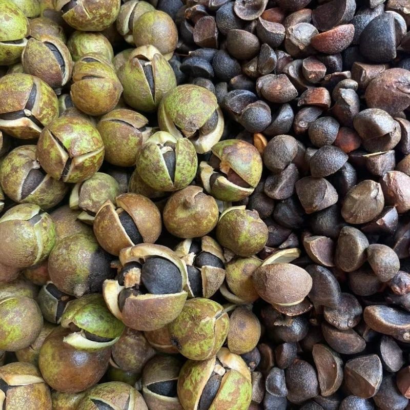江西山茶籽,高出油,榨油(干籽)高山茶籽油茶籽