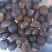 江西山茶籽,高出油,榨油(干籽)高山茶籽油茶籽